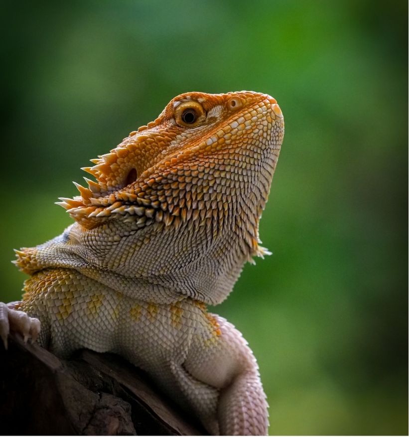 reptile expo